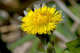 Attēlu rezultāti vaicājumam “Tussilago farfara fruit”