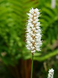 Attēlu rezultāti vaicājumam “Bistorta major flower”