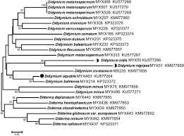Attēlu rezultāti vaicājumam “Didymium nigripes young”