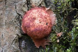 Attēlu rezultāti vaicājumam “Fuligo leviderma spores”