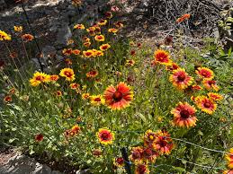 Image result for Gaillardia pulchella