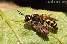 Attēlu rezultāti vaicājumam “Cerceris arenaria”