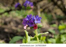 Attēlu rezultāti vaicājumam “Pulmonaria obscura leaf”
