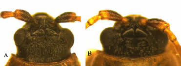 Attēlu rezultāti vaicājumam “Lochmaea caprea”