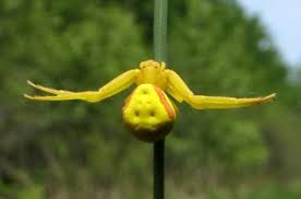 Image result for crab spider