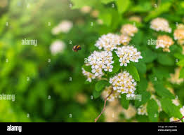 Attēlu rezultāti vaicājumam “Spiraea chamaedryfolia flower”