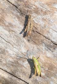 Attēlu rezultāti vaicājumam “Aquarius najas”