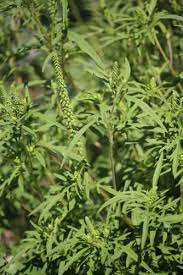 Attēlu rezultāti vaicājumam “Ambrosia artemisiifolia bud”