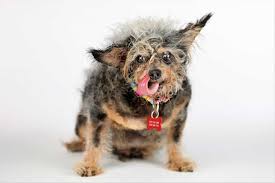 Image result for ugliest dog