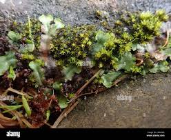 Attēlu rezultāti vaicājumam “Marchantiopsida”