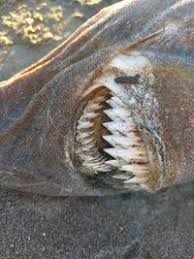 Image result for Dalatias licha