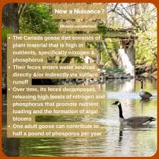 Attēlu rezultāti vaicājumam “Branta canadensis adult”