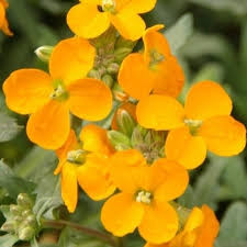 Attēlu rezultāti vaicājumam “Erysimum hieracifolium leaf”