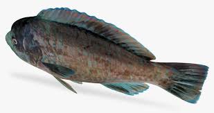 Image result for Scarus fuscopurpureus