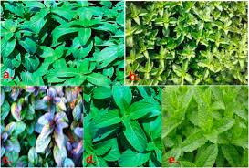 Attēlu rezultāti vaicājumam “Mentha x verticillata leaf”