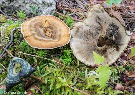 Attēlu rezultāti vaicājumam “Coltricia perennis”