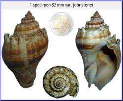 Image result for Melongena corona