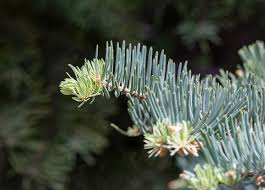 Attēlu rezultāti vaicājumam “Abies concolor”