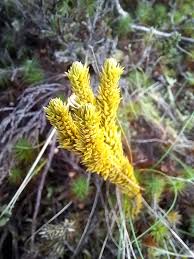 Attēlu rezultāti vaicājumam “Lycopodium dubium”