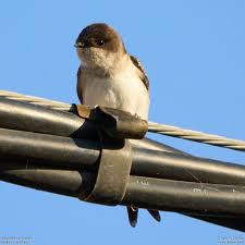 Attēlu rezultāti vaicājumam “Delichon urbicum juvenile”