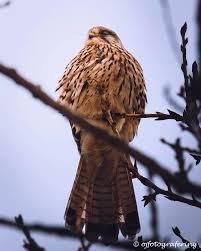 Attēlu rezultāti vaicājumam “Falco tinnunculus adult”