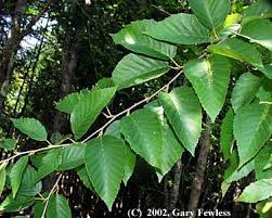 Attēlu rezultāti vaicājumam “Betula alleghaniensis leaf”