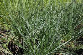 Attēlu rezultāti vaicājumam “Helictotrichon pratense”