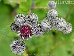 Attēlu rezultāti vaicājumam “Arctium tomentosum”