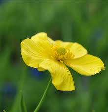 Attēlu rezultāti vaicājumam “Ranunculus lingua flower”