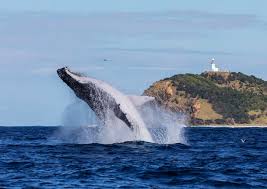 「ウルスラ・シュマルリージ」の画像検索結果