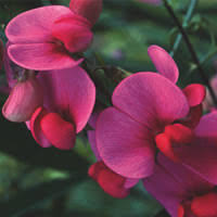 Attēlu rezultāti vaicājumam “Lathyrus latifolius fruit”