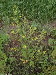 Attēlu rezultāti vaicājumam “Rorippa palustris flower”