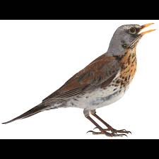 Attēlu rezultāti vaicājumam “Turdus pilaris”