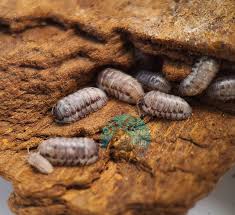 Attēlu rezultāti vaicājumam “Armadillidium pulchellum”