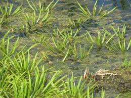 Attēlu rezultāti vaicājumam “Stratiotes aloides”