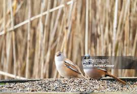 Attēlu rezultāti vaicājumam “Panurus biarmicus male”
