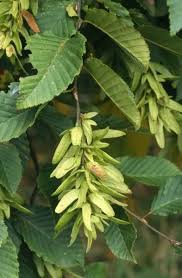 Attēlu rezultāti vaicājumam “Carpinus betulus fruit”