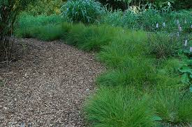 Attēlu rezultāti vaicājumam “Carex remota”