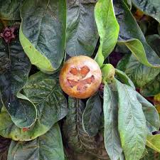 Attēlu rezultāti vaicājumam “Mespilus germanica”