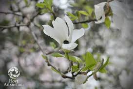 Attēlu rezultāti vaicājumam “Magnolia kobus flower”