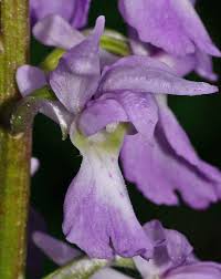 Attēlu rezultāti vaicājumam “Orchis mascula flower”