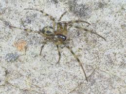 Attēlu rezultāti vaicājumam “Theridiidae”