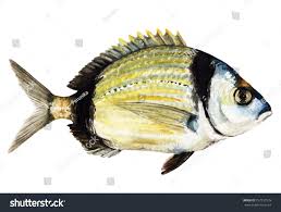 Image result for Diplodus vulgaris
