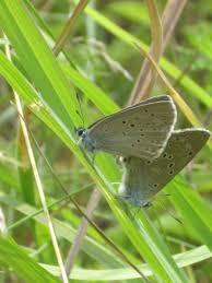 Attēlu rezultāti vaicājumam “Maculinea alcon”