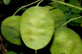 Attēlu rezultāti vaicājumam “Lunaria annua leaf”