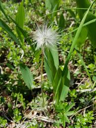 Attēlu rezultāti vaicājumam “Pulsatilla patens bud”
