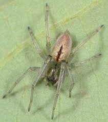 Attēlu rezultāti vaicājumam “Cheiracanthium sp.”