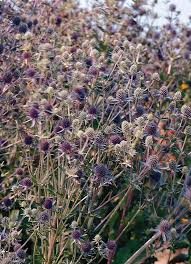 Attēlu rezultāti vaicājumam “Eryngium planum”