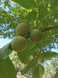 Attēlu rezultāti vaicājumam “Juglans x sinensis fruit”