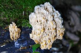 Attēlu rezultāti vaicājumam “Larentia clavaria”